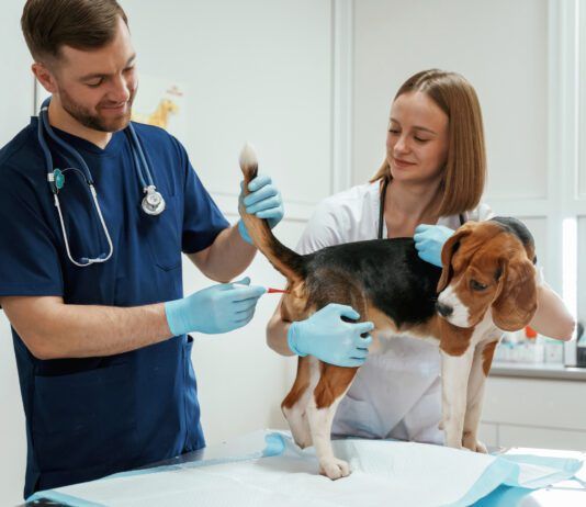 Knowing how to take your dog's temperature accurately is the first step to helping them when they are ill.