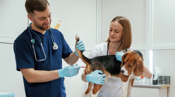 Knowing how to take your dog's temperature accurately is the first step to helping them when they are ill.
