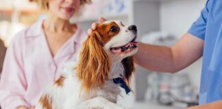 A dog's paw is a multifunction appendage used to walk, communicate, and leap. Dog paw anatomy affects all that your dog does.