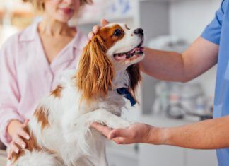 A dog's paw is a multifunction appendage used to walk, communicate, and leap. Dog paw anatomy affects all that your dog does.