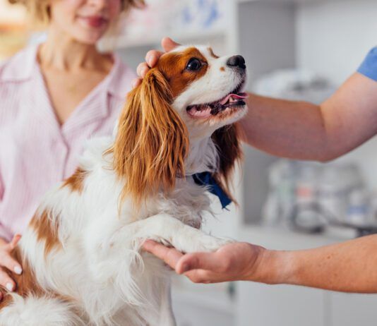 A dog's paw is a multifunction appendage used to walk, communicate, and leap. Dog paw anatomy affects all that your dog does.