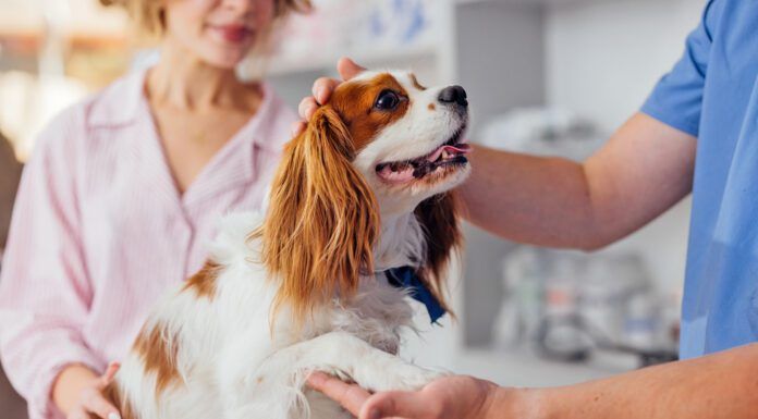 A dog's paw is a multifunction appendage used to walk, communicate, and leap. Dog paw anatomy affects all that your dog does.