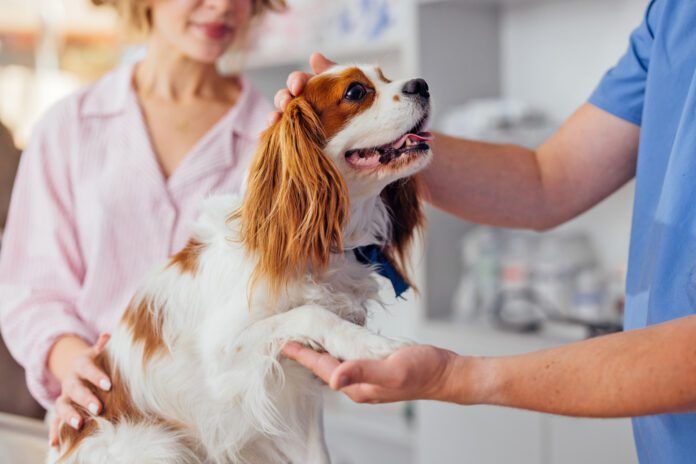 A dog's paw is a multifunction appendage used to walk, communicate, and leap. Dog paw anatomy affects all that your dog does.