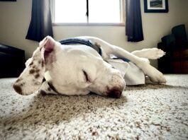 Why do dogs snore? It can be due to an medical condition, or just an unusual sleeping position.