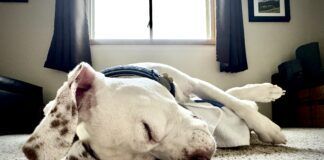 Why do dogs snore? It can be due to an medical condition, or just an unusual sleeping position.