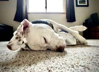 Why Do Dogs Snore? Why do dogs snore? It can be due to an medical condition, or just an unusual sleeping position.