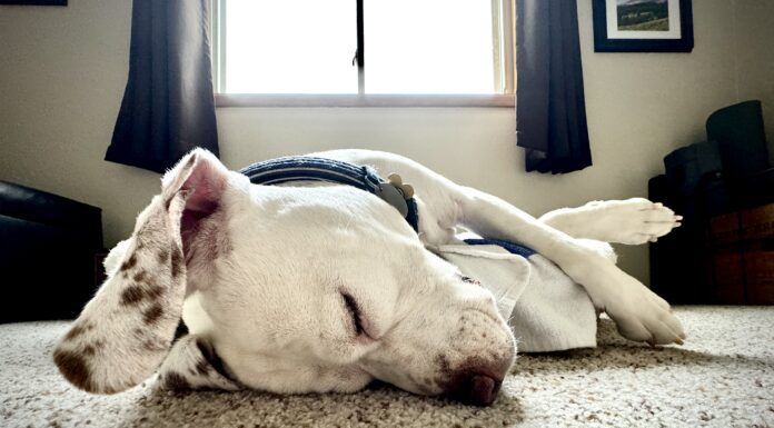 Why do dogs snore? It can be due to an medical condition, or just an unusual sleeping position.