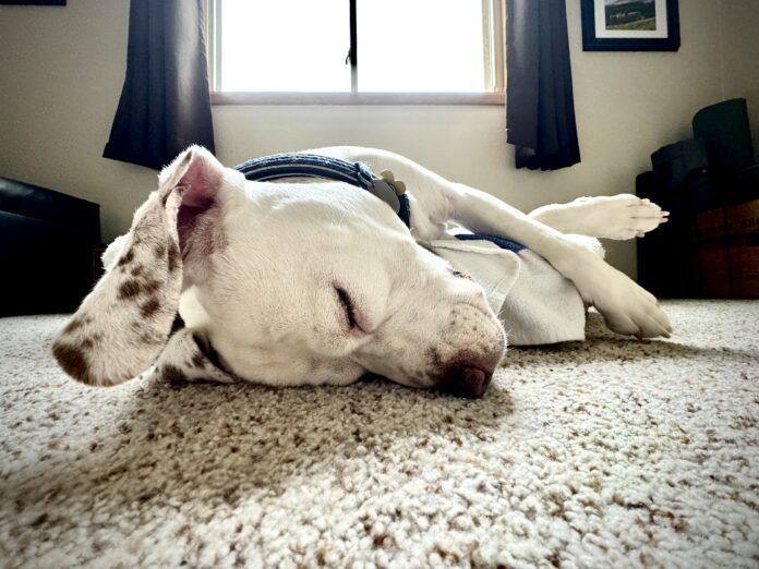 Why do dogs snore? It can be due to an medical condition, or just an unusual sleeping position.