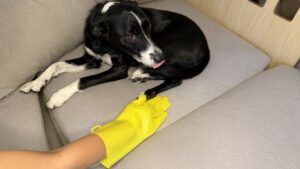 The Furzapper pet grooming gloves works better as a hair remover than as a comb.