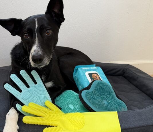 Dog grooming gloves are a quick and easy way to groom your dog during bath time.