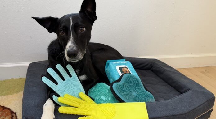 Dog grooming gloves are a quick and easy way to groom your dog during bath time.