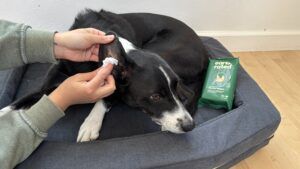 Dog grooming wipes can help keep your dog's ears clean.