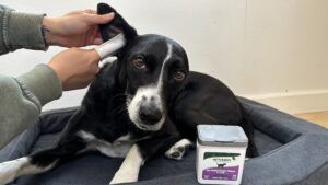Finger wipes are a type of dog grooming wipe that's especially useful for cleaning a dog's ears.