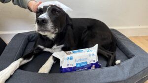 Dog grooming wipes can clean oil and dirt from a dog's coat.