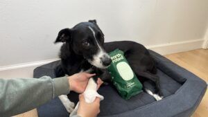 Dog grooming wipes can be useful for cleaning a dog's muddy paws.