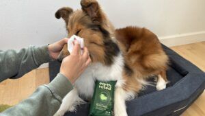 Grooming wipes can help clean a dog's eyes, but some care is needed.