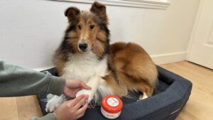 Medicated dog grooming wipes can help with dog hot spots and minor abrasions.