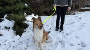 A high visibility light up leash combines comfort and visibility.