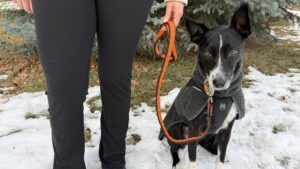 The best dog leash to stop pulling in our review was the dogwear bungee leash.