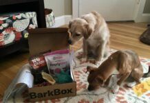 Two dogs investigate a dog subscription box full of toys and treats.