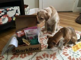 Two dogs investigate a dog subscription box full of toys and treats.