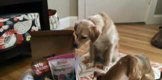 Two dogs investigate a dog subscription box full of toys and treats.