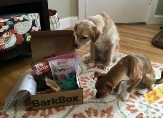 Picking the Best Dog Subscription Boxes Two dogs investigate a dog subscription box full of toys and treats.
