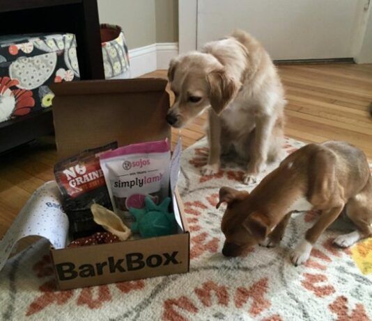 Picking the Best Dog Subscription Boxes Two dogs investigate a dog subscription box full of toys and treats.