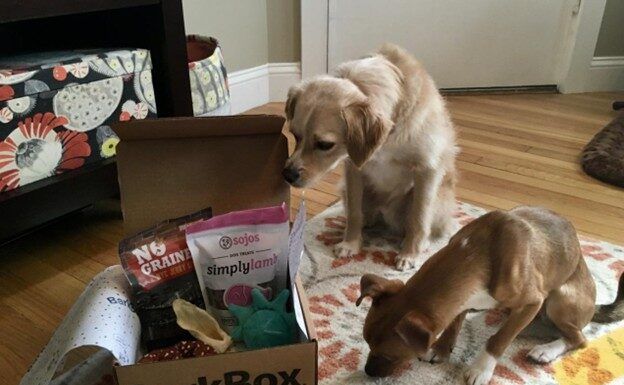 Two dogs investigate a dog subscription box full of toys and treats.