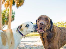Why Dogs Lick Other Dogs’ Faces Dogs lick each others mouths to communicate appeasement or a desire to get along.