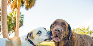 Dogs lick each others mouths to communicate appeasement or a desire to get along.