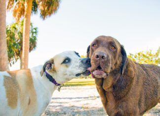 Dogs lick each others mouths to communicate appeasement or a desire to get along.