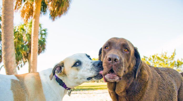 Why Dogs Lick Other Dogs’ Faces Dogs lick each others mouths to communicate appeasement or a desire to get along.