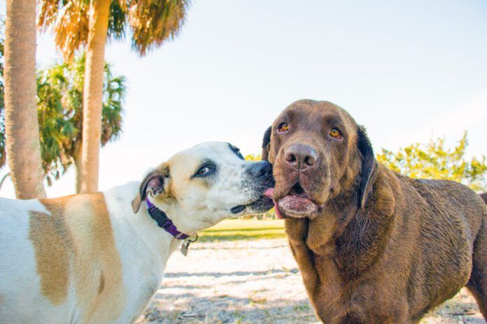 Dogs lick each others mouths to communicate appeasement or a desire to get along.