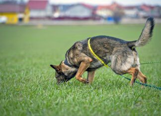 How far can a dog smell? About 12 miles in good conditions.