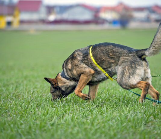 How far can a dog smell? About 12 miles in good conditions.