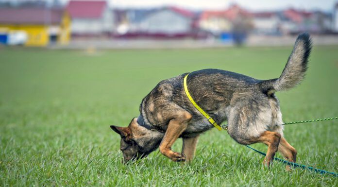 How Far Can a Dog Smell? How far can a dog smell? About 12 miles in good conditions.