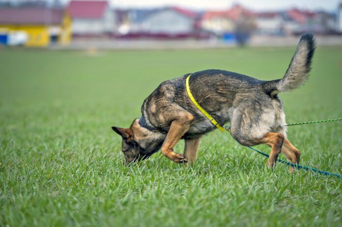 How far can a dog smell? About 12 miles in good conditions.