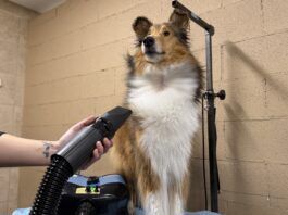 The best dog dryers can speed up your dogs bathing and grooming.