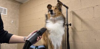 The best dog dryers can speed up your dogs bathing and grooming.