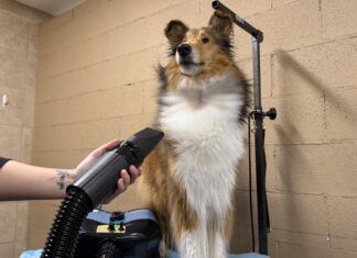 The best dog dryers can speed up your dogs bathing and grooming.