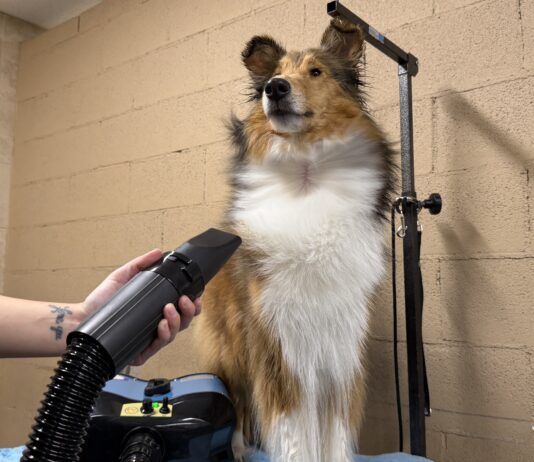 The Best Dog Dryers The best dog dryers can speed up your dogs bathing and grooming.