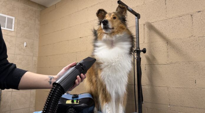 The best dog dryers can speed up your dogs bathing and grooming.