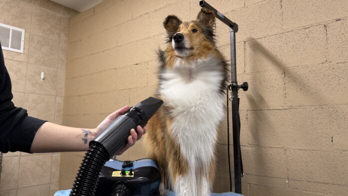 The best dog dryers can speed up your dogs bathing and grooming.