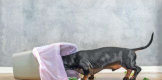 Colitis in dogs can have many different causes ranging from stress to a change in diet.