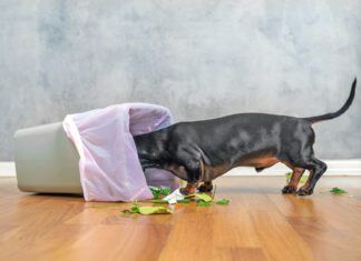 Colitis in dogs can have many different causes ranging from stress to a change in diet.