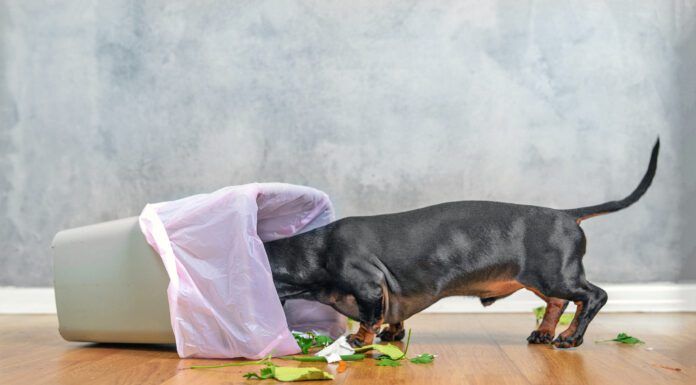Signs, Symptoms, and Treatment for Colitis in Dogs Colitis in dogs can have many different causes ranging from stress to a change in diet.