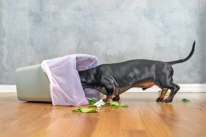 Colitis in dogs can have many different causes ranging from stress to a change in diet.