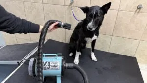 K-9 Fluffer dryer in action during dog grooming session