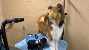 Flying Pig Double Grooming Dryer delivers maximum power for heavy-coated large dogs